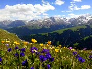 ���R�A���̍炭�J���W��������