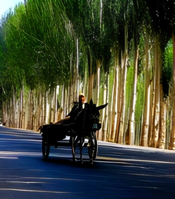 シルクロード旅行ポプラ並木